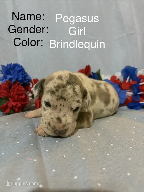 Pegasus  – Great Dane puppy for sale in Crystal River, FL