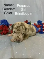 Pegasus , a female Great Dane for sale in Crystal River, FL – 1 of 3