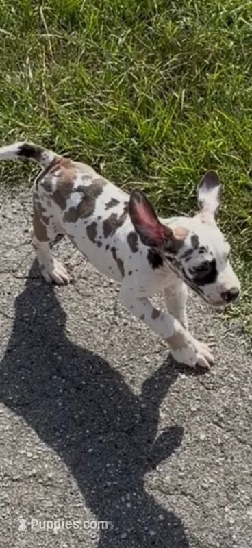 Sparkler – Great Dane puppy for sale in Crystal River, FL