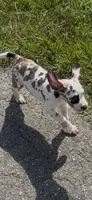 Sparkler, a female Great Dane for sale in Crystal River, FL – 1 of 10