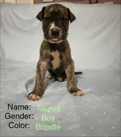 Taurus , a male Great Dane for sale in Crystal River, FL – 1 of 7