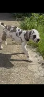 Sparkler, a female Great Dane for sale in Crystal River, FL – 3 of 10