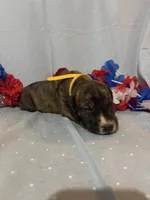 Hercules, a male Great Dane for sale in Crystal River, FL – 3 of 4