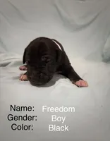Freedom , a male Great Dane for sale in Crystal River, FL – 2 of 3
