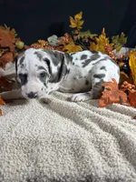 Sparkler, a female Great Dane for sale in Crystal River, FL – 6 of 10