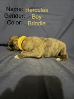 Hercules, a male Great Dane for sale in Crystal River, FL – 2 of 4