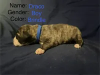 Draco, a male Great Dane for sale in Crystal River, FL – 2 of 2