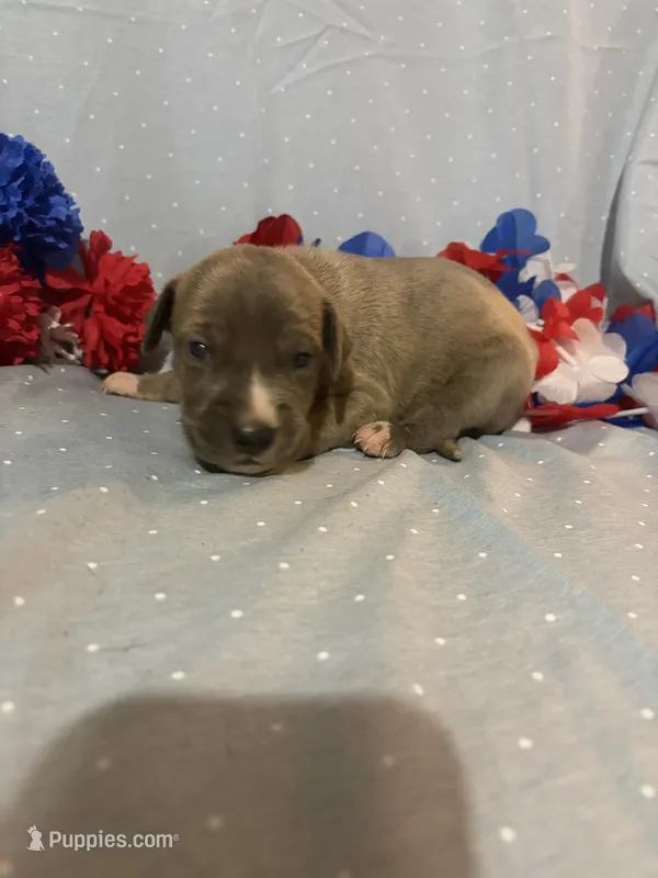 Phoenix  – Great Dane puppy for sale in Crystal River, FL