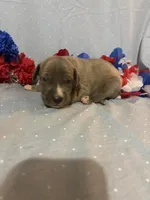 Phoenix , a male Great Dane for sale in Crystal River, FL – 1 of 4