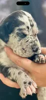 Justice , a male Great Dane for sale in Crystal River, FL – 1 of 4