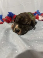 Taurus , a male Great Dane for sale in Crystal River, FL – 5 of 7