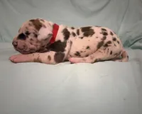 Star and Stripes , a male Great Dane for sale in Crystal River, FL – 3 of 3