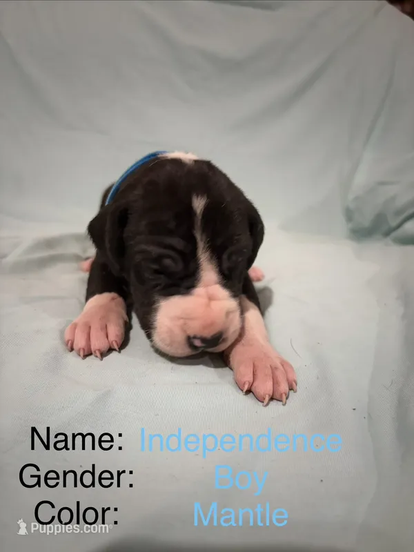Independence  – Great Dane puppy for sale in Crystal River, FL
