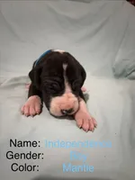 Independence , a male Great Dane for sale in Crystal River, FL – 1 of 3