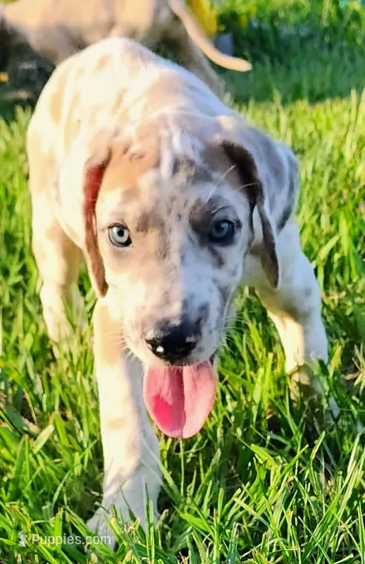 Valor – Great Dane puppy for sale in Crystal River, FL