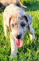 Valor, a female Great Dane for sale in Crystal River, FL – 1 of 5