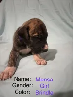 Mensa, a female Great Dane for sale in Crystal River, FL – 7 of 9
