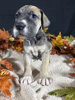 Glory, a male Great Dane for sale in Crystal River, FL – 7 of 7