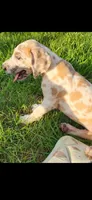 Valor, a female Great Dane for sale in Crystal River, FL – 4 of 5