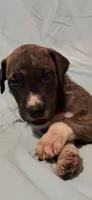 Mensa, a female Great Dane for sale in Crystal River, FL – 5 of 9