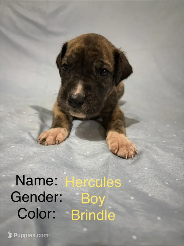 Hercules – Great Dane puppy for sale in Crystal River, FL