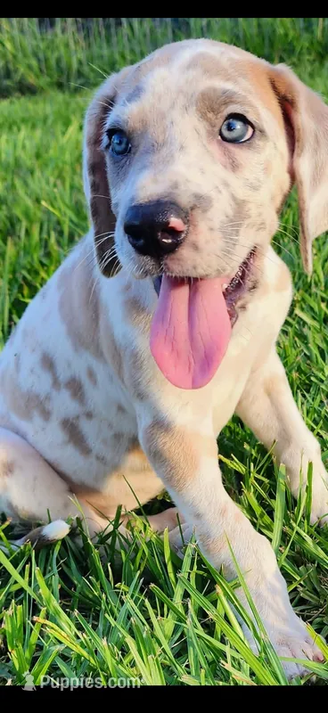 Valor – Great Dane puppy for sale in Crystal River, FL