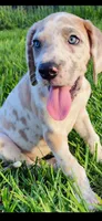 Valor, a female Great Dane for sale in Crystal River, FL – 5 of 5