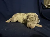 Pegasus , a female Great Dane for sale in Crystal River, FL – 3 of 3