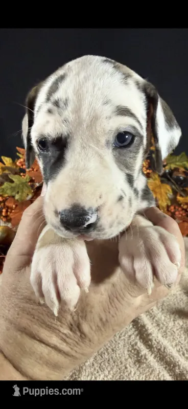 Sparkler – Great Dane puppy for sale in Crystal River, FL