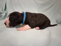Independence , a male Great Dane for sale in Crystal River, FL – 3 of 3