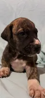 Mensa, a female Great Dane for sale in Crystal River, FL – 4 of 9