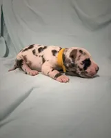 Sparkler, a female Great Dane for sale in Crystal River, FL – 2 of 2
