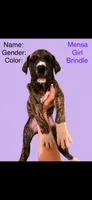 Mensa, a female Great Dane for sale in Crystal River, FL – 3 of 9