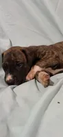 Mensa, a female Great Dane for sale in Crystal River, FL – 8 of 9