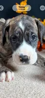 Draco, a male Great Dane for sale in Crystal River, FL – 1 of 7