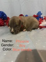 Phoenix , a male Great Dane for sale in Crystal River, FL – 2 of 4