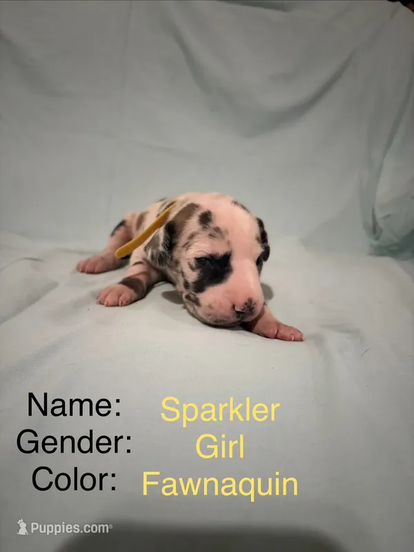Sparkler – Great Dane puppy for sale in Crystal River, FL