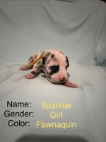 Sparkler, a female Great Dane for sale in Crystal River, FL – 1 of 2