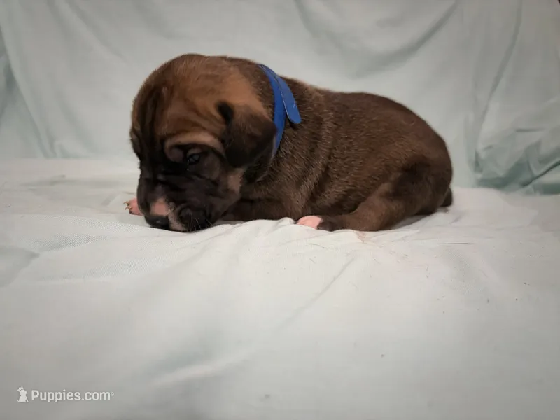 Glory – Great Dane puppy for sale in Crystal River, FL