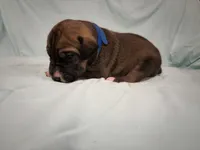 Glory, a male Great Dane for sale in Crystal River, FL – 1 of 3