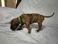 Taurus , a male Great Dane for sale in Crystal River, FL – 2 of 7