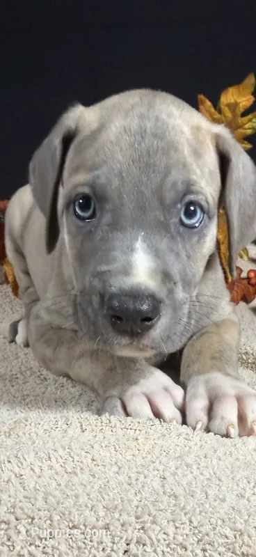 Phoenix  – Great Dane puppy for sale in Crystal River, FL