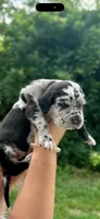 Justice , a male Great Dane for sale in Crystal River, FL – 2 of 4