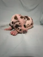 Star and Stripes , a male Great Dane for sale in Crystal River, FL – 2 of 3