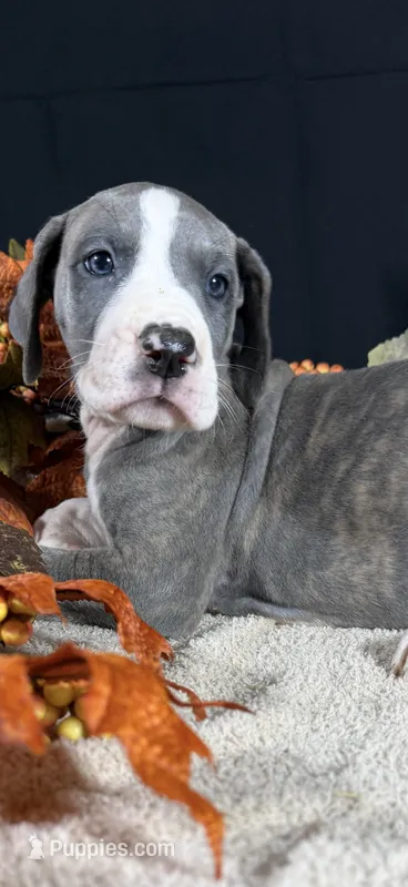 Lyra – Great Dane puppy for sale in Crystal River, FL