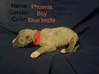 Phoenix , a male Great Dane for sale in Crystal River, FL – 3 of 4