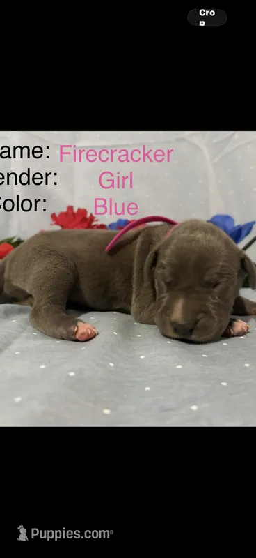 Firecracker  – Great Dane puppy for sale in Crystal River, FL