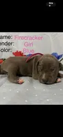Firecracker , a female Great Dane for sale in Crystal River, FL – 1 of 3