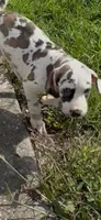 Sparkler, a female Great Dane for sale in Crystal River, FL – 2 of 10