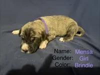 Mensa, a female Great Dane for sale in Crystal River, FL – 2 of 2